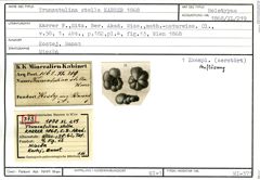 Karteikarte zum Holotyp von Truncatulina stella Karrer, 1868